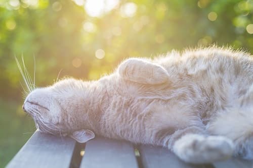 Giá trị của ánh nắng quan trọng đối với chó mèo như thế nào?