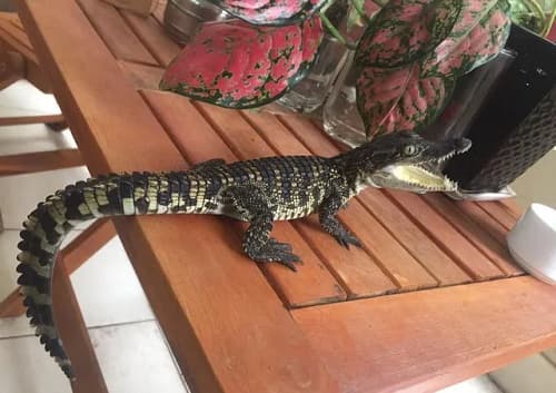 Hướng dẫn cách chăm sóc cá sấu cảnh tại nhà