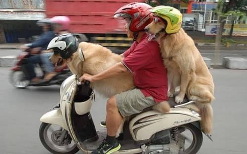Hướng dẫn cách dạy chó ngồi ngoan ngoãn trên xe máy, không quấy phá