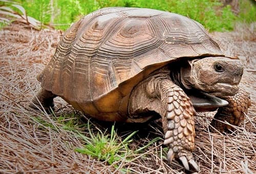 Hướng dẫn cách nuôi và chăm sóc rùa đất Gophe khỏe mạnh