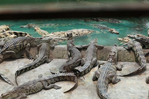 Hướng dẫn cách phân biệt cá sấu đực, cá sấu cái