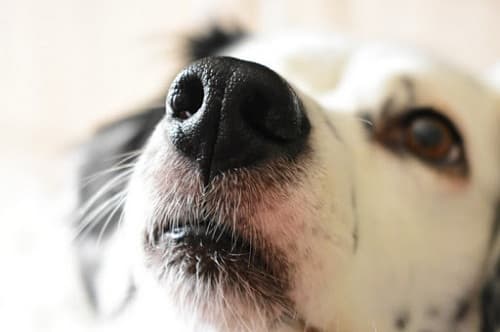 Hướng dẫn cách xử lý khi chó bị chảy máu mũi
