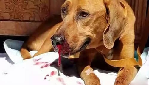 Hướng dẫn cách xử lý khi chó bị chảy máu mũi