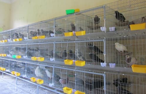 Hướng dẫn kỹ thuật làm chuồng nuôi chim bồ câu
