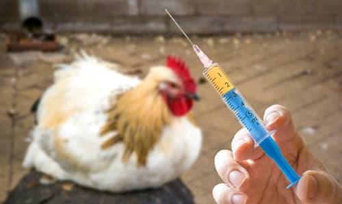 Kháng thuốc kháng sinh: Mối đe dọa trong chăn nuôi