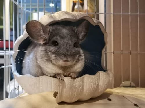 Kinh nghiệm nuôi và chăm sóc chuột Chinchilla