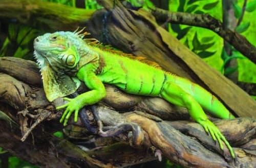 Kinh nghiệm thuần hóa rồng Nam Mỹ (Iguana) nhanh chóng, hiệu quả