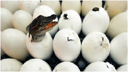 Kỹ thuật ấp trứng cá sấu đạt tỷ lệ cao, cá sấu con khỏe mạnh