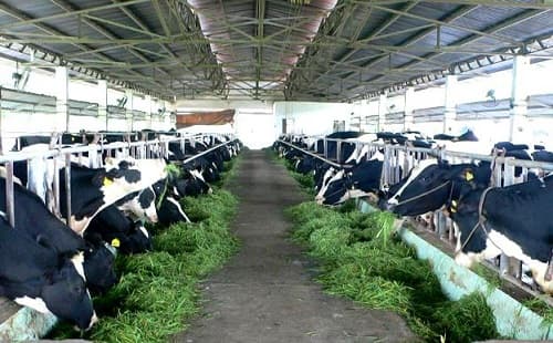 Kỹ thuật làm chuồng trại nuôi bò sữa phát triển khỏe mạnh