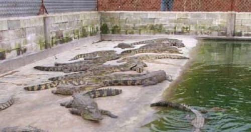 Kỹ thuật xây dựng chuồng nuôi cá sấu phát triển khỏe mạnh