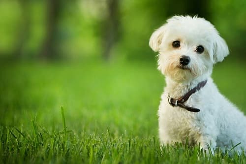 Làm gì khi chó mắc bệnh nhiễm trùng đường tiết niệu?