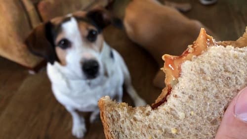 Làm sao để ngăn chặn hành động xin ăn của cún cưng