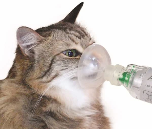 Bệnh hen suyễn ở mèo: Nguyên nhân, triệu chứng, điều trị và phòng ngừa