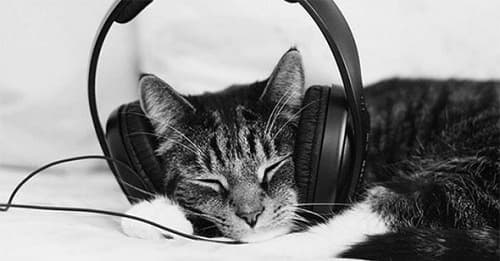 Mèo cưng có thích âm nhạc không?