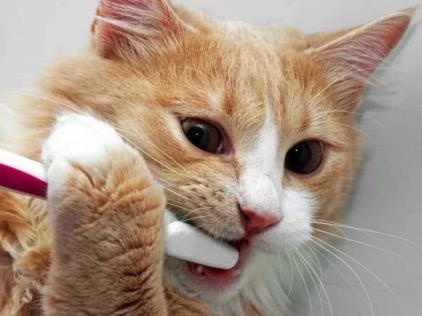 Chứng hôi miệng ở mèo: Nguyên nhân, điều trị, cách phòng ngừa hiệu quả
