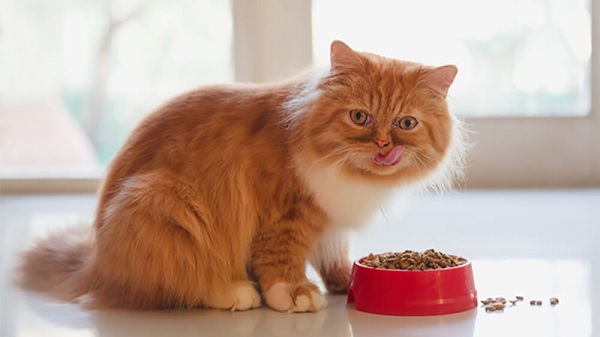 Mèo mắc hội chứng ruột kích thích (IBS) nên chọn thức ăn như nào