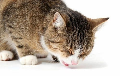 Cách xử lý khi mèo bị ngộ độc chất chống đông (Ethylene Glycol)
