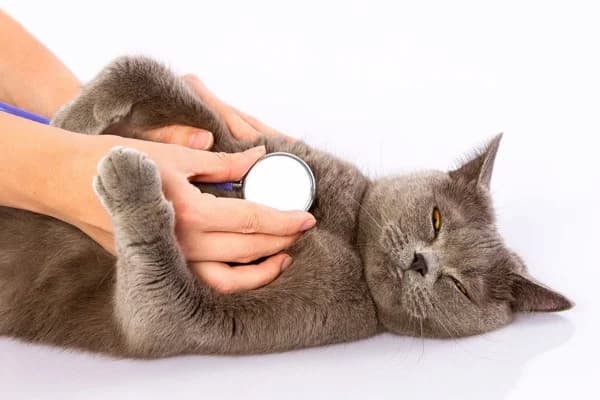 Mèo thở khò khè: Nguyên nhân, dấu hiệu, cách chăm sóc