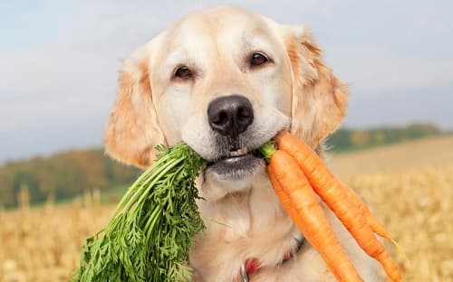 Nên cho chó ăn rau củ gì, loại rau chó cần hạn chế ăn