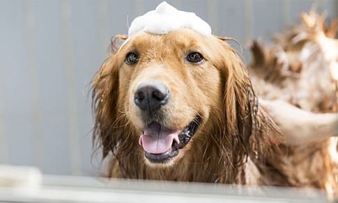 Nên tắm cho cún cưng bao lâu một lần?