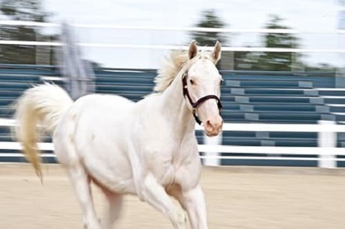 Ngựa bạch: đặc điểm sinh học, phân biệt ngựa bạch với ngựa trắng