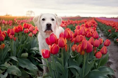 Những loại hoa nào gây nguy hiểm cho chó?