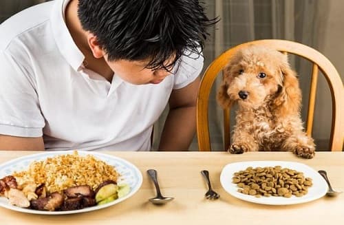 Những loại thực phẩm của người không nên cho chó ăn