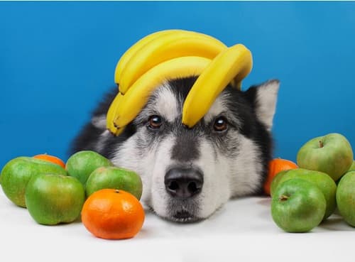 Những loại trái cây nào chó nên ăn và không nên ăn