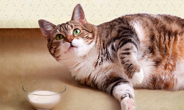 Những thực phẩm mèo bị hội chứng ruột kích thích (IBS) không nên ăn