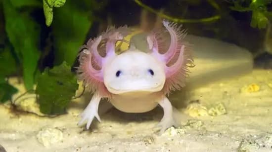 Nuôi cá Axolotl có khó không? Cách chăm sóc