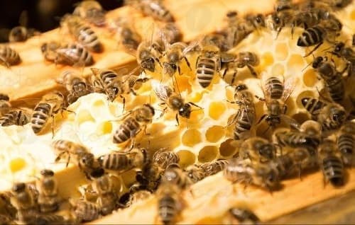 Nuôi ong mật cần chuẩn bị những gì?
