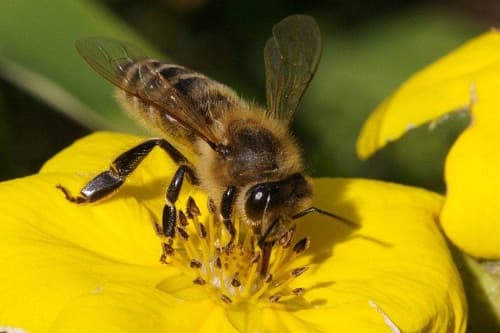 Ong giao tiếp với nhau bằng cách nào?