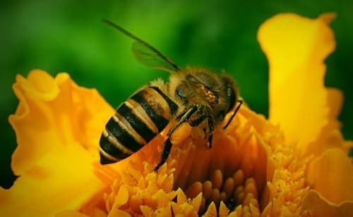 Phân biệt ong chúa, ong đực, ong thợ trong đàn được các chuyên gia bật mí