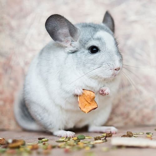 Răng của chuột Chinchilla mọc quá dài có sao không?