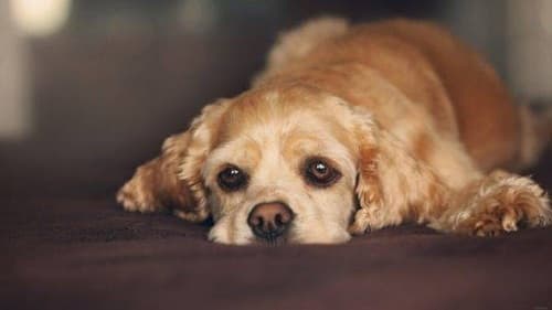 Suy gan cấp tính ở chó: nguyên nhân, dấu hiệu, điều trị