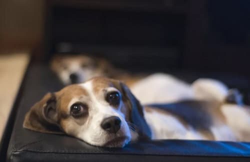 Thoát vị đĩa đệm ở chó: nguyên nhân, dấu hiệu, cách điều trị