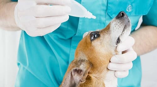 Thuốc nhỏ mắt cho chó: cách lựa chọn, sử dụng thuốc nhỏ mắt