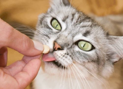 Vì sao không nên cho chó mèo uống kháng sinh của người?