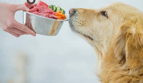 Vì sao nên cho chó ăn phổi động vật, cách chế biến phổi cho chó