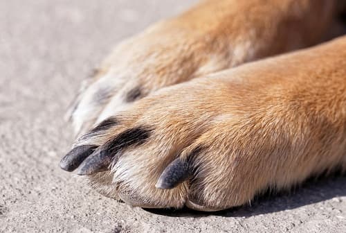 Viêm da kẽ chân ở chó: triệu chứng, cách điều trị