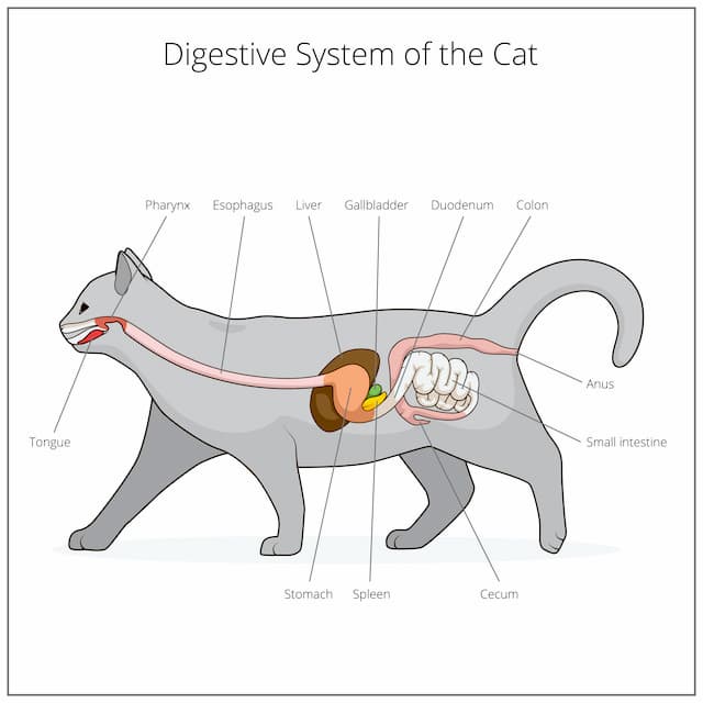 Bệnh viêm tuyến tụy ở mèo: Những điều bạn cần biết