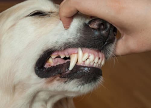 Viên nướu ở chó: dấu hiệu, cách điều trị hiệu quả