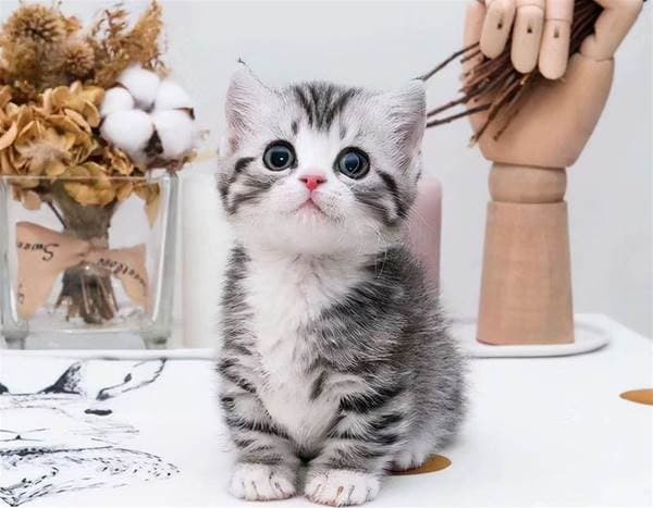 Bị dị ứng lông mèo nên làm gì, cách phòng ngừa chuẩn