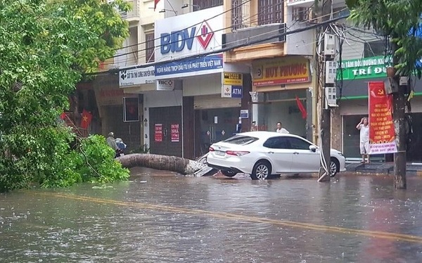 Kỹ năng phòng tránh cây ngã đổ trong mùa mưa bão