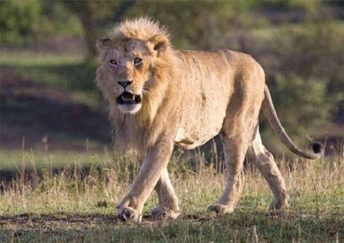 Kỹ năng thoát hiểm khi bị hổ, sư tử tấn công