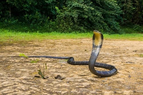 Kỹ năng thoát hiểm khi bị rắn tấn công