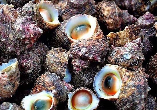 Ngộ độc ốc biển cách sơ cứu khi bị ngộ độc