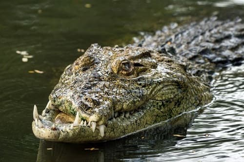 Phải làm gì khi bị cá sấu tấn công?