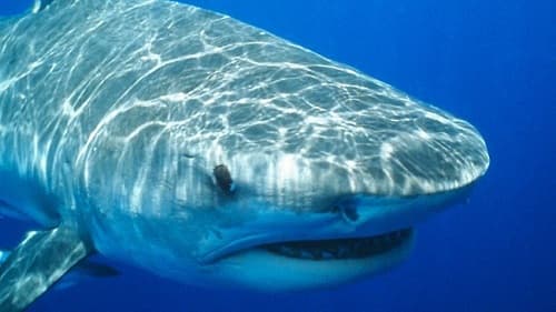 Loài cá mập hổ có sợ hãi khi gặp bão lớn trên biển hay không?