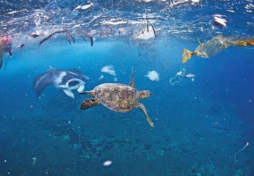 Nhựa đang gây hại cho sinh vật biển, con người ra sao?